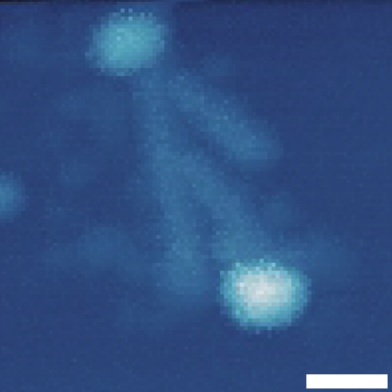 Topographic image of gold nanoparticles with a nominal average diameter of 50 nm and tobacco mosaic virus samples.