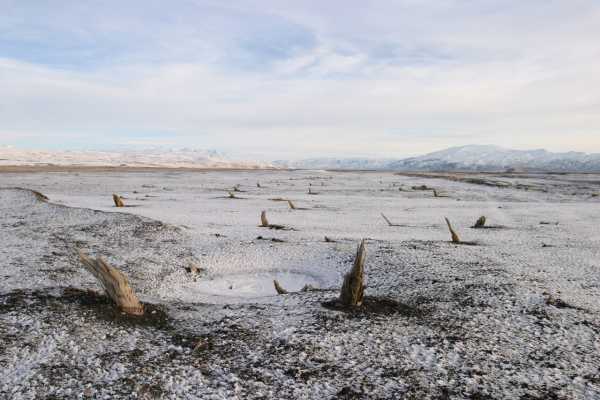 Subfossile Baumesstrünke aus vulkaner Umgebung in Island