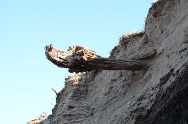 Treibholz in Sedimentablagerungen in Sibirien