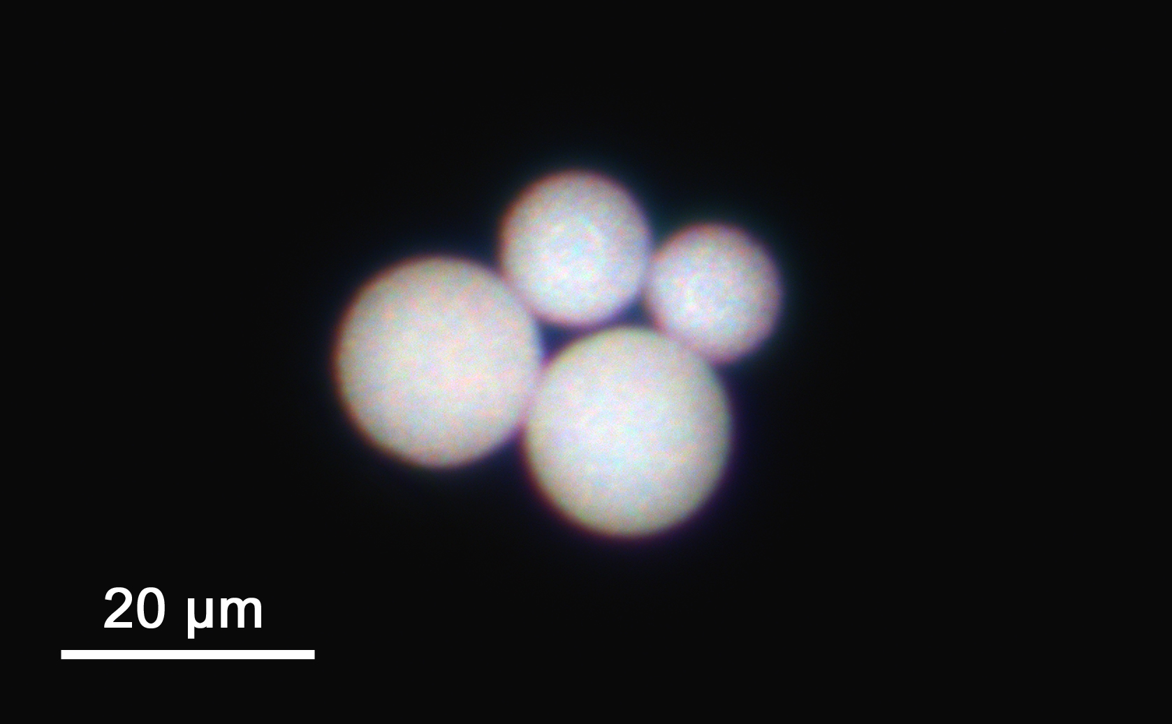 Aufnahme von vier Mikrokugeln mit einem Durchmesser von ca. 10–20 Mikrometern aus Lithiumniobat-Nanokristallen unter dem Darkfield-Mikroskop.