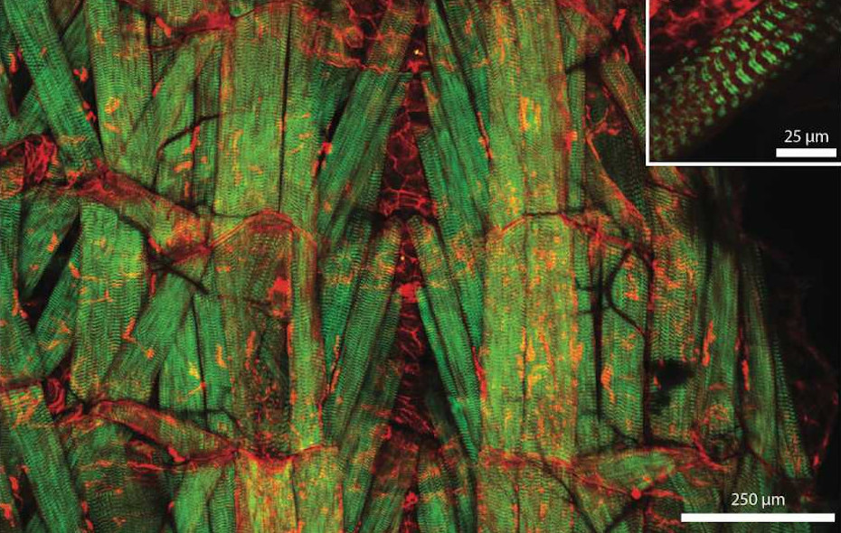 Enlarged view: Multiphoton image