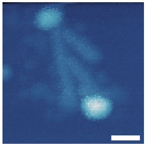 Topographic image of gold nanoparticles with a nominal average diameter of 50 nm and tobacco mosaic virus samples.