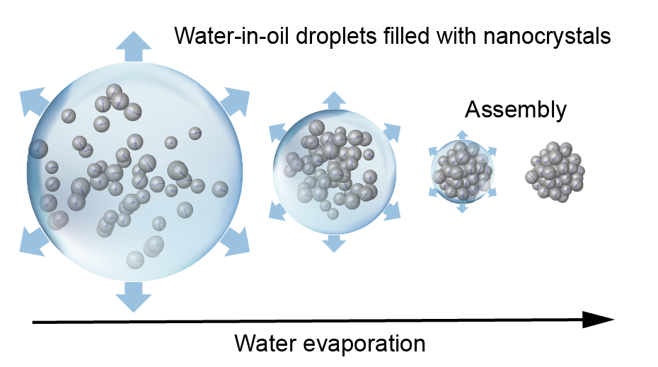 Enlarged view: Picture of the formation of the spheresen